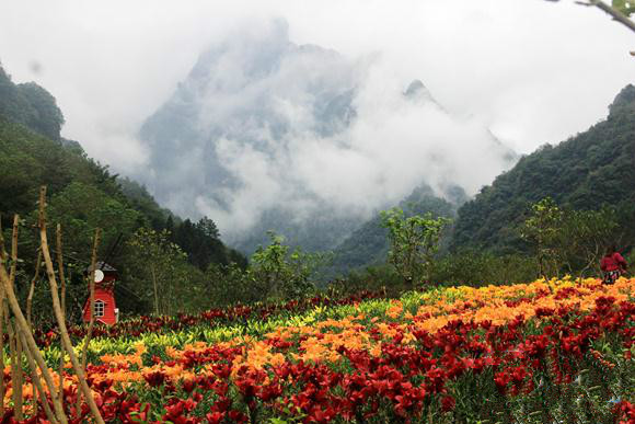 老道湾景区百合花海开得正艳