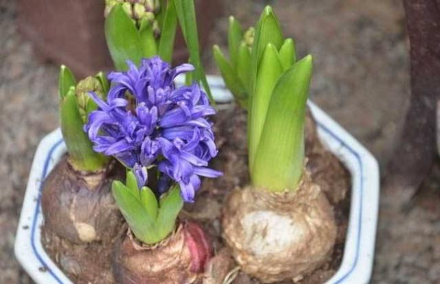 风信子种球开完花后怎么保存