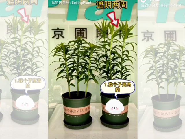 光照对百合植株的影响