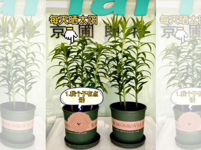 光照对百合植株的影响