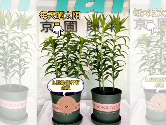 光照对百合植株的影响