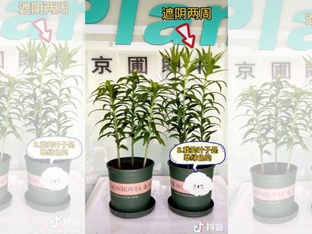 光照对百合植株的影响