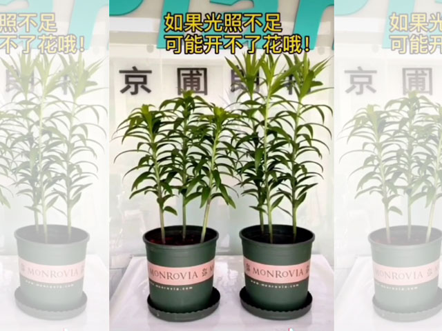 光照对百合植株的影响