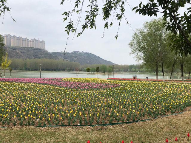 郁金香种球栽培的方式和方法